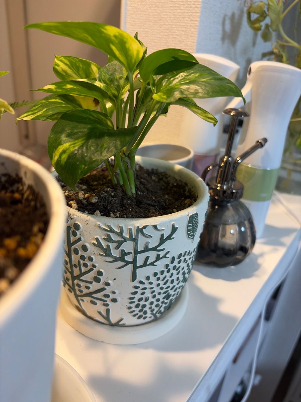 冬でも育つ❗️観葉植物たち、&役立ちミスト❤️‍🔥 | くらシェア