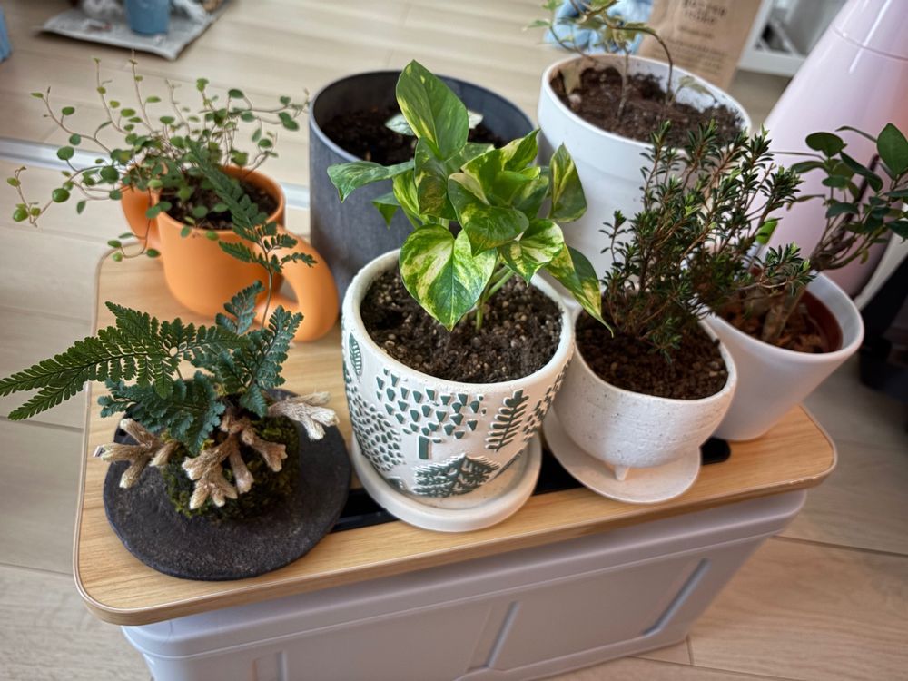 冬でも育つ❗️観葉植物たち、&役立ちミスト❤️‍🔥 | くらシェア