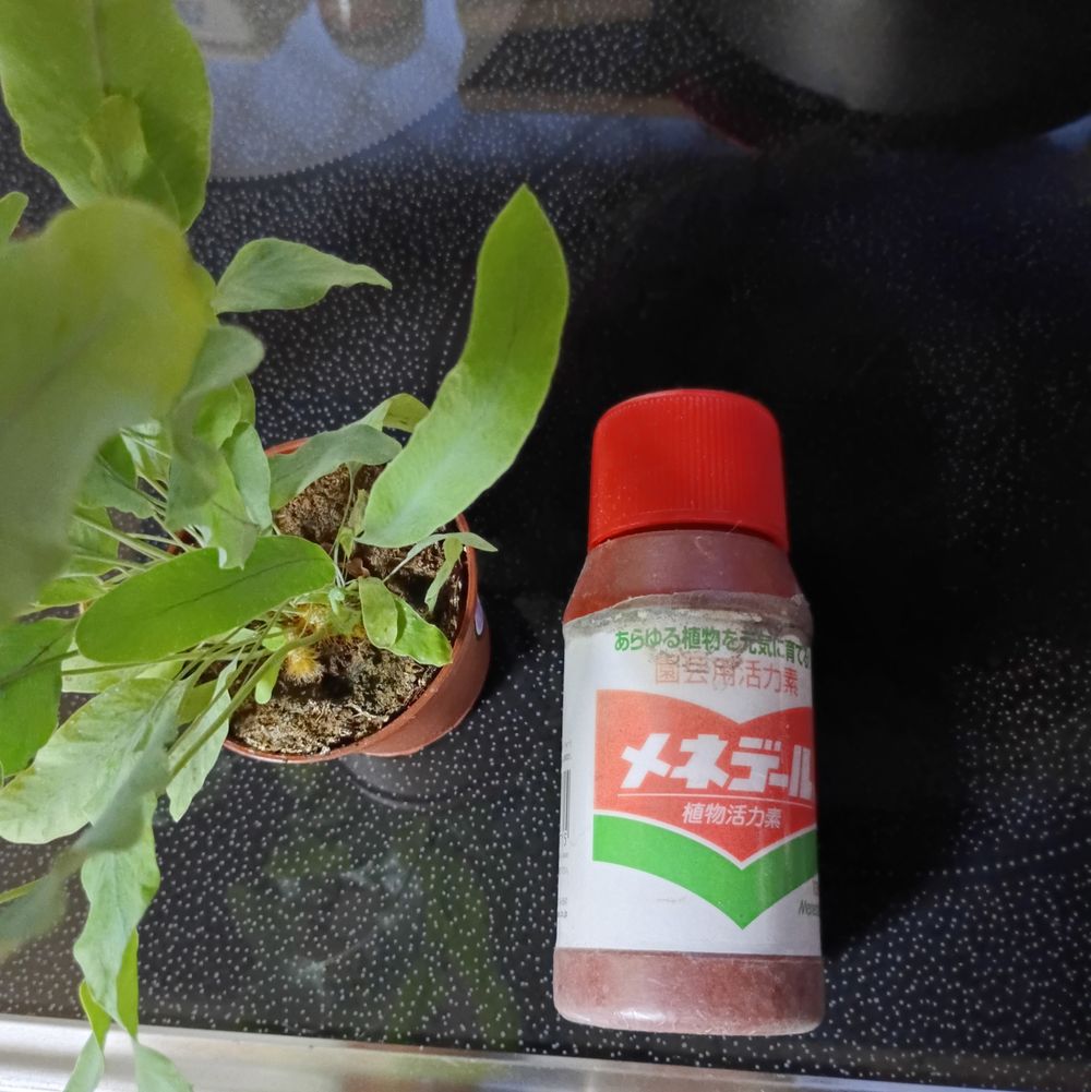 梅雨時に植物を元気に育てる🌱 | くらシェア