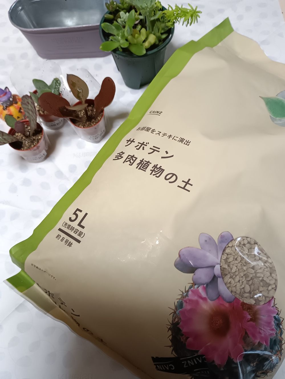 多肉のクリスマスリース | くらシェア