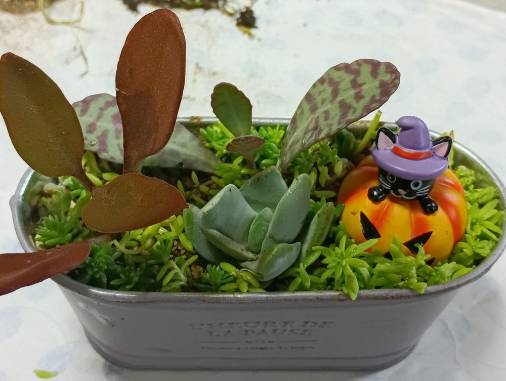 サボテン農家ページです。 三本立ち柱サボテン 60cm～80cm Green Farm M 027-1507 観葉植物