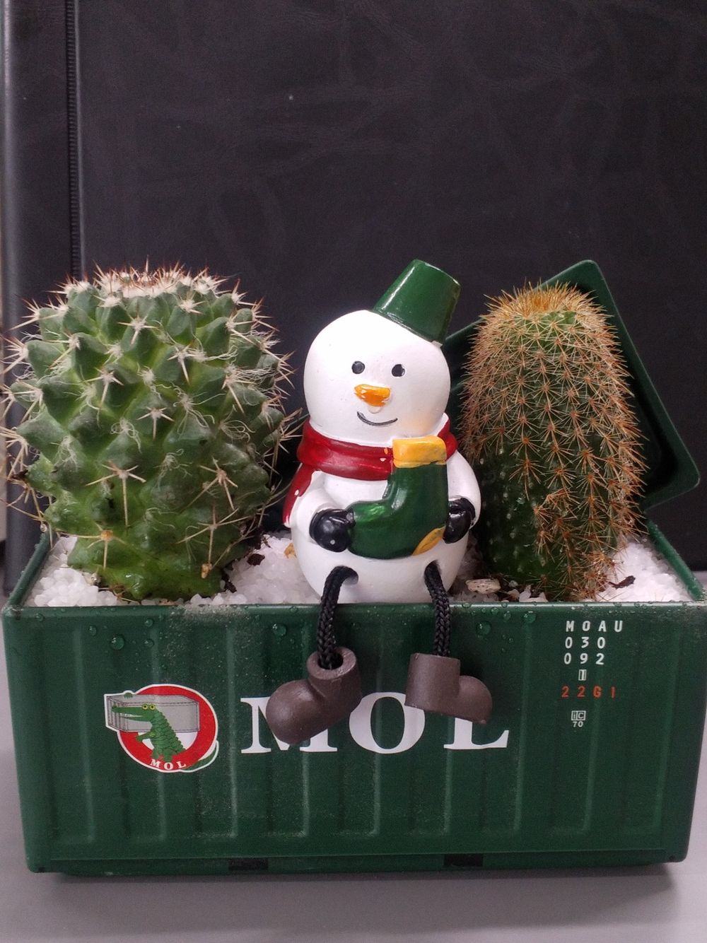 クリスマスの寄せ植え | くらシェア