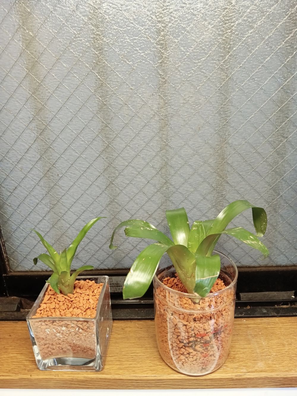 観葉植物のお世話 | くらシェア