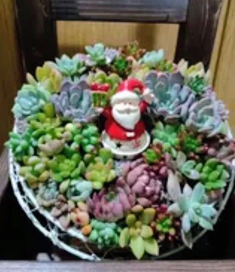❤️ Xmas SALE❤️多肉植物そのまま飾れる❤️多肉グラデーション