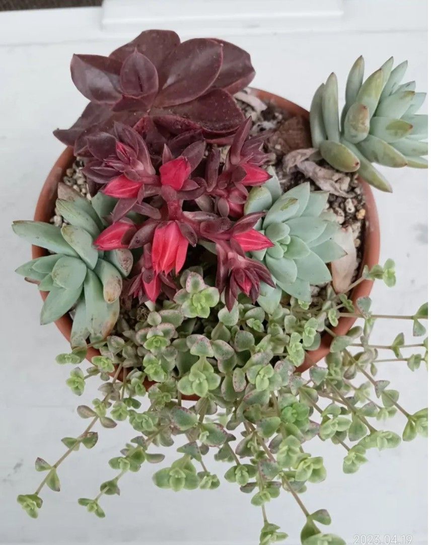 寄せ植え | くらシェア