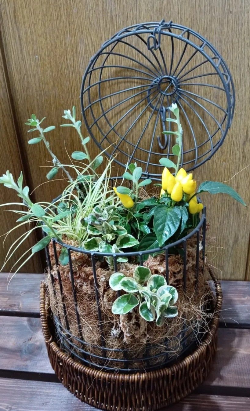 寄せ植え | くらシェア