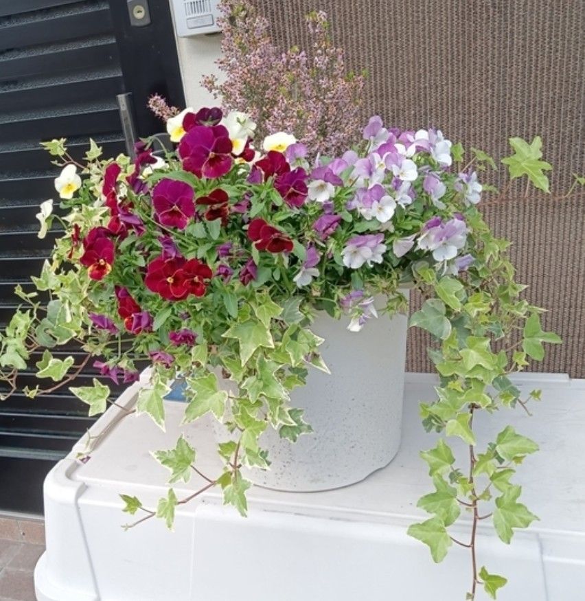 寄せ植え | くらシェア