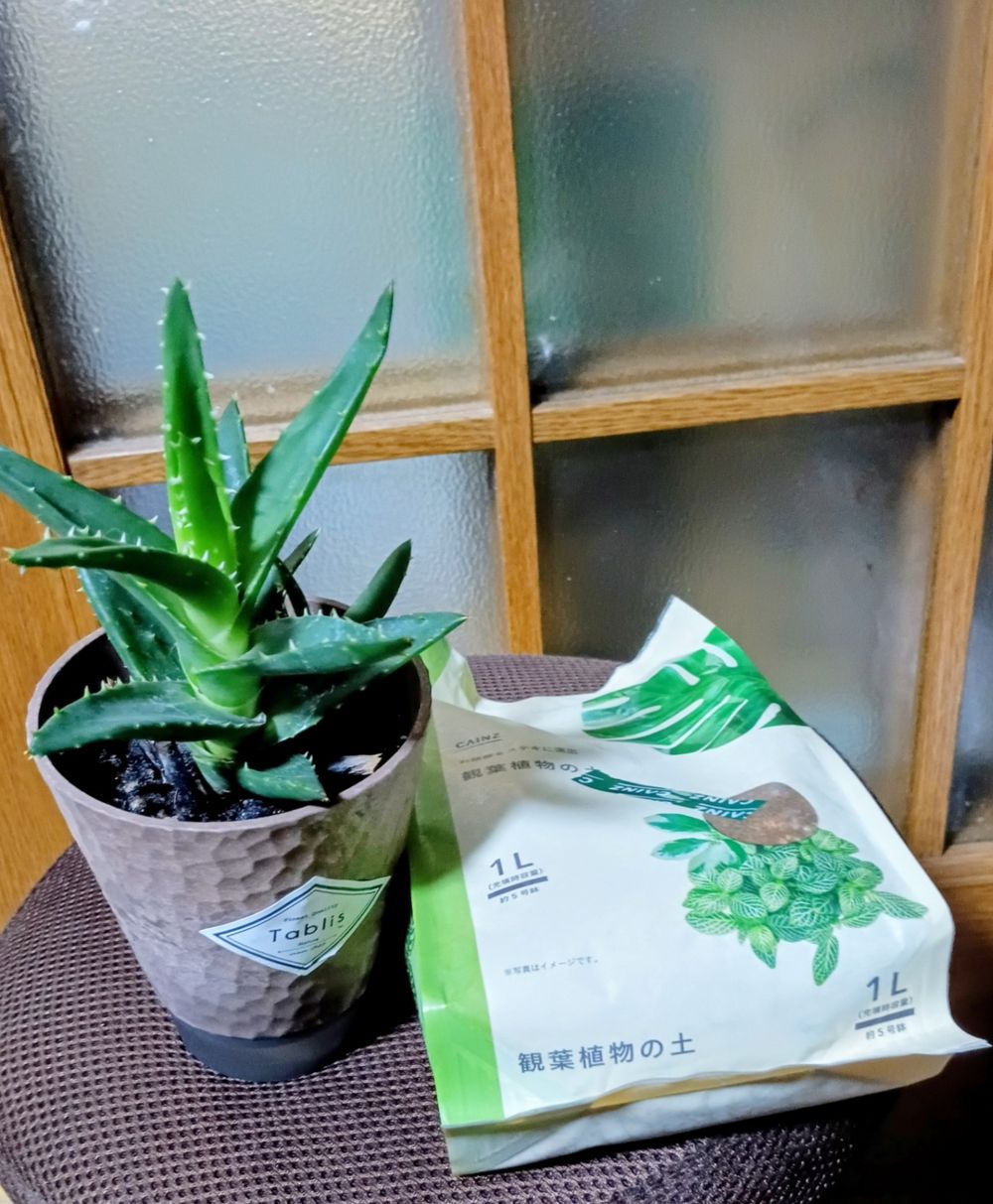 観葉植物 | くらシェア