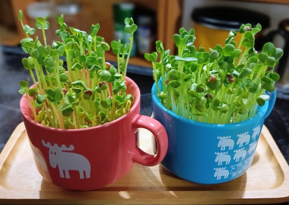かいわれ大根 | 花＆グリーン 通販 | ホームセンターのカインズ