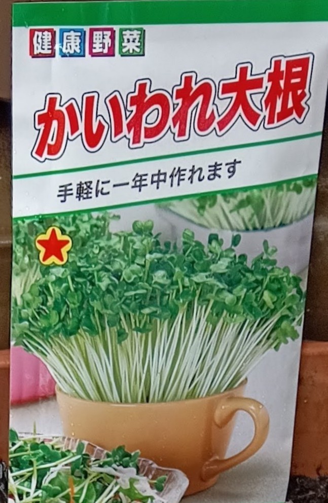 初めてのかいわれ大根栽培 | くらシェア