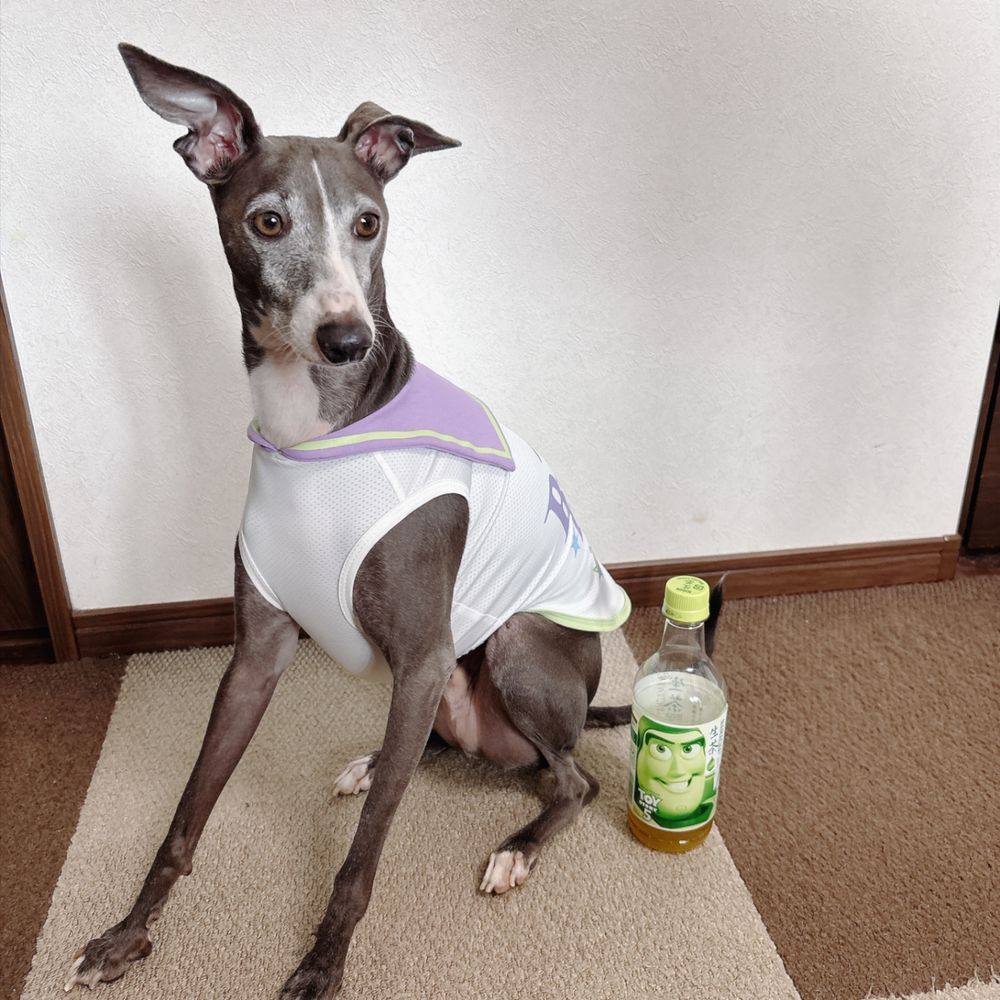 お気に入りの服