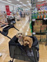 抗菌アルミホイル 25cm×10m | 食品用ラップ・アルミホイル・ごみ袋・包