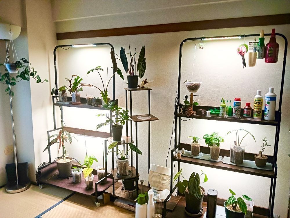 育成ライト付き植物用ラック | くらシェア