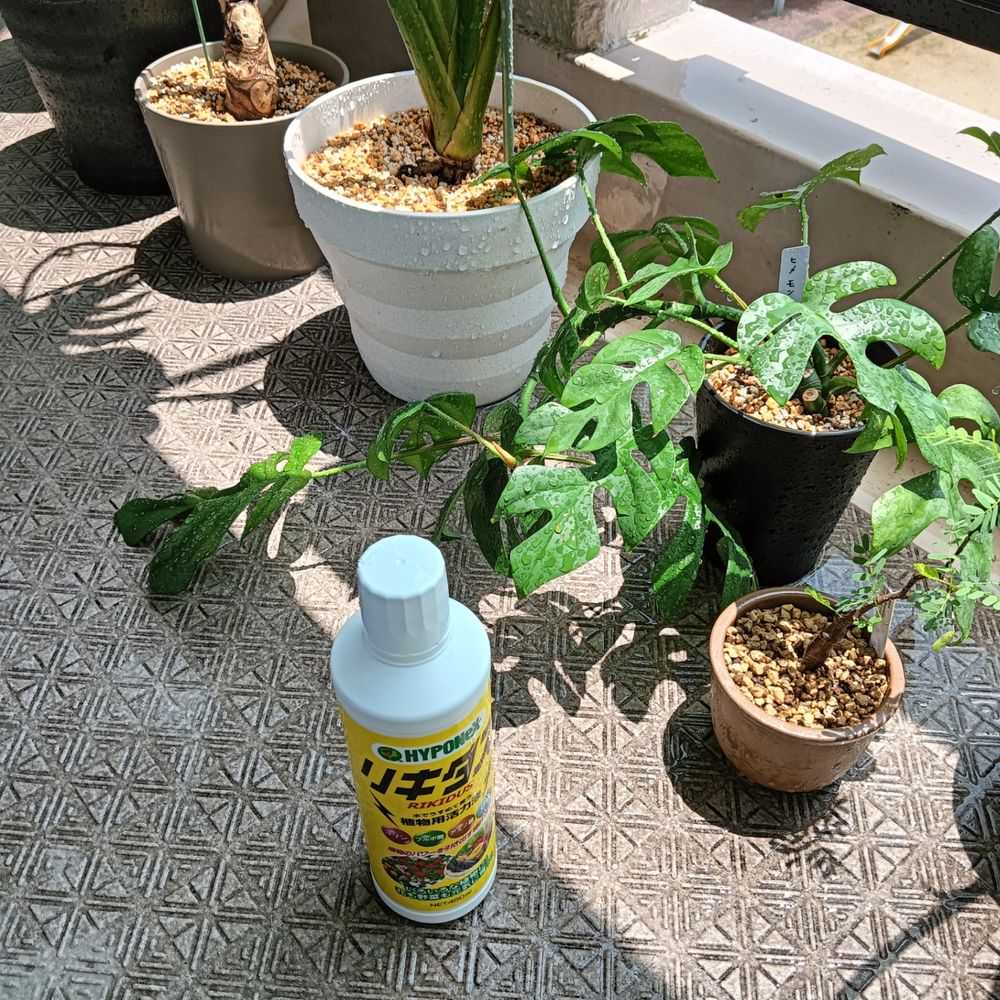 植物のケアに🌿 リキダス | くらシェア