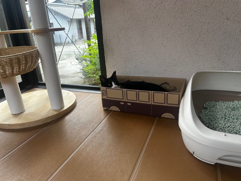 猫ちゃんのお気に入りスペースに🐾