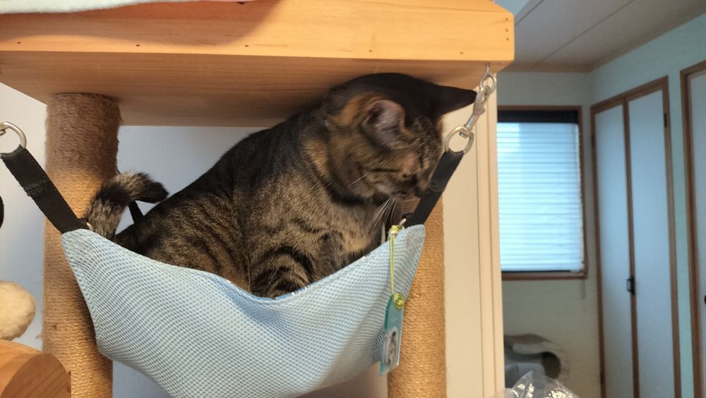 ペットの定位置