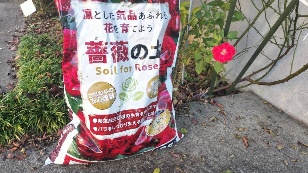 Ａ22 オークラ　薔薇の壺 秋のガーデニング | くらシェア