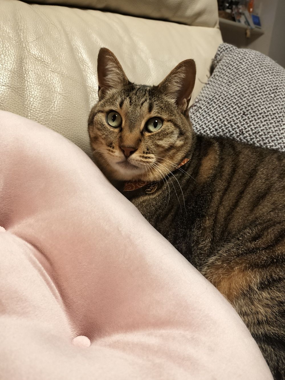 お気に入りです。 | くらシェア