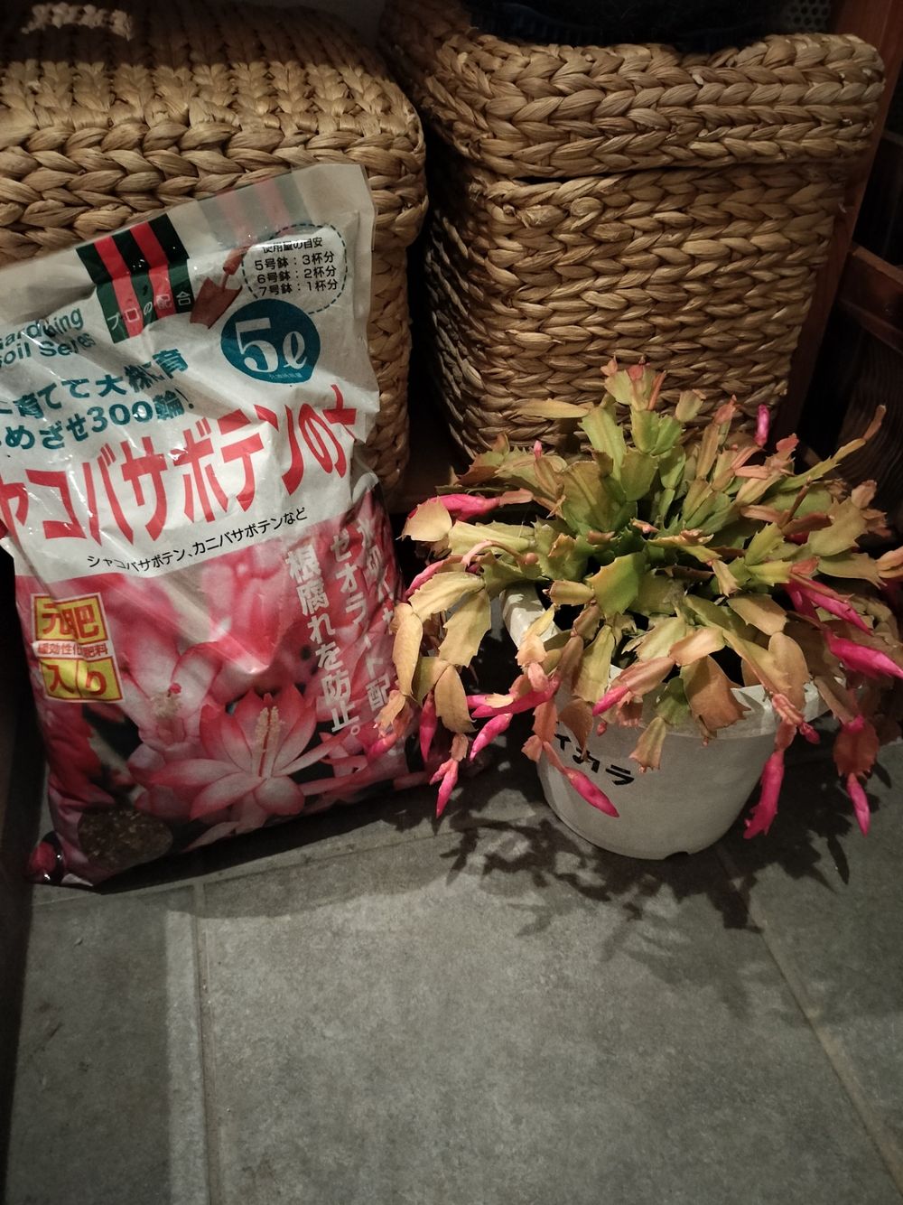 冬でも楽しむ園芸 | くらシェア