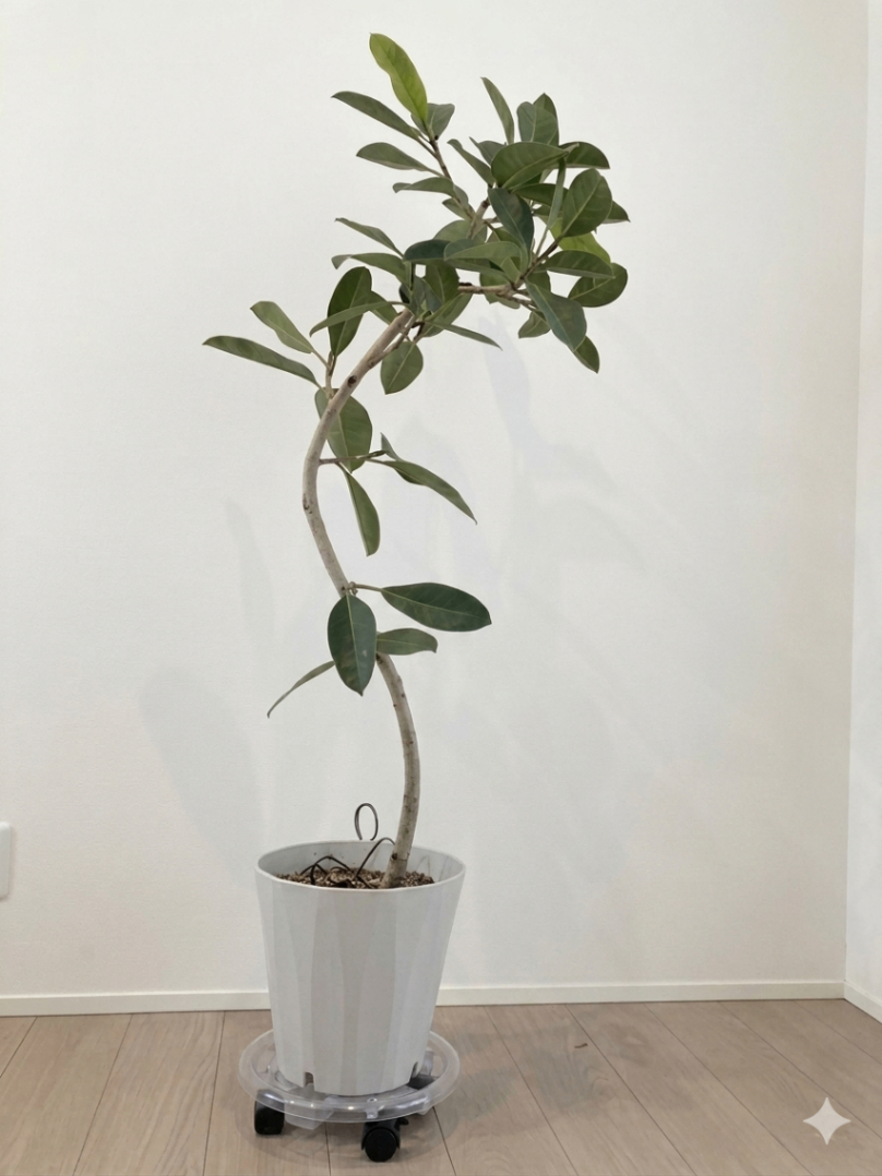 観葉植物｜くらシェア