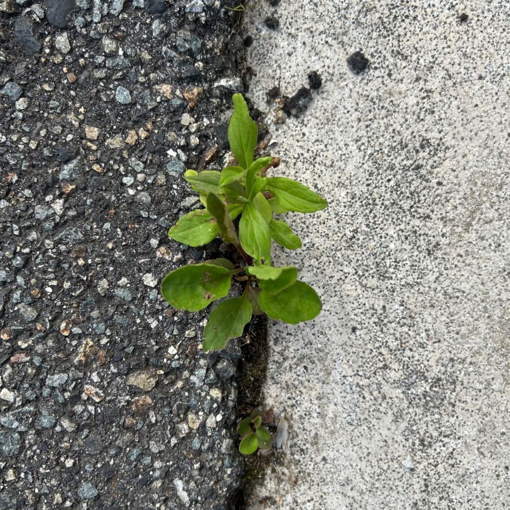 隙間に生えた雑草に | くらシェア