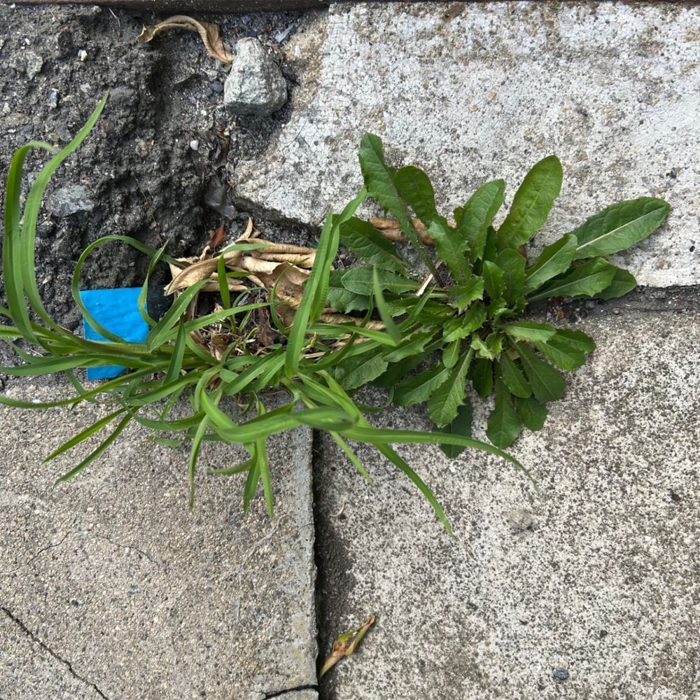 隙間に生えた雑草に | くらシェア