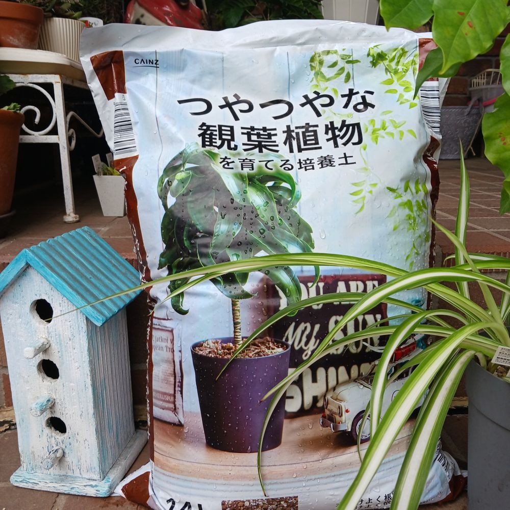 観葉植物の培養土 | くらシェア