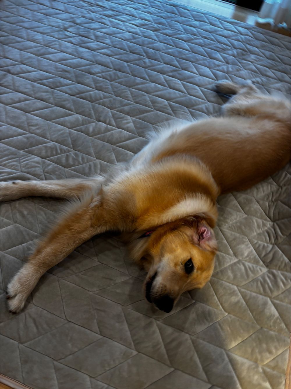 ペット飼ってる方々に是非おすすめしたい♡