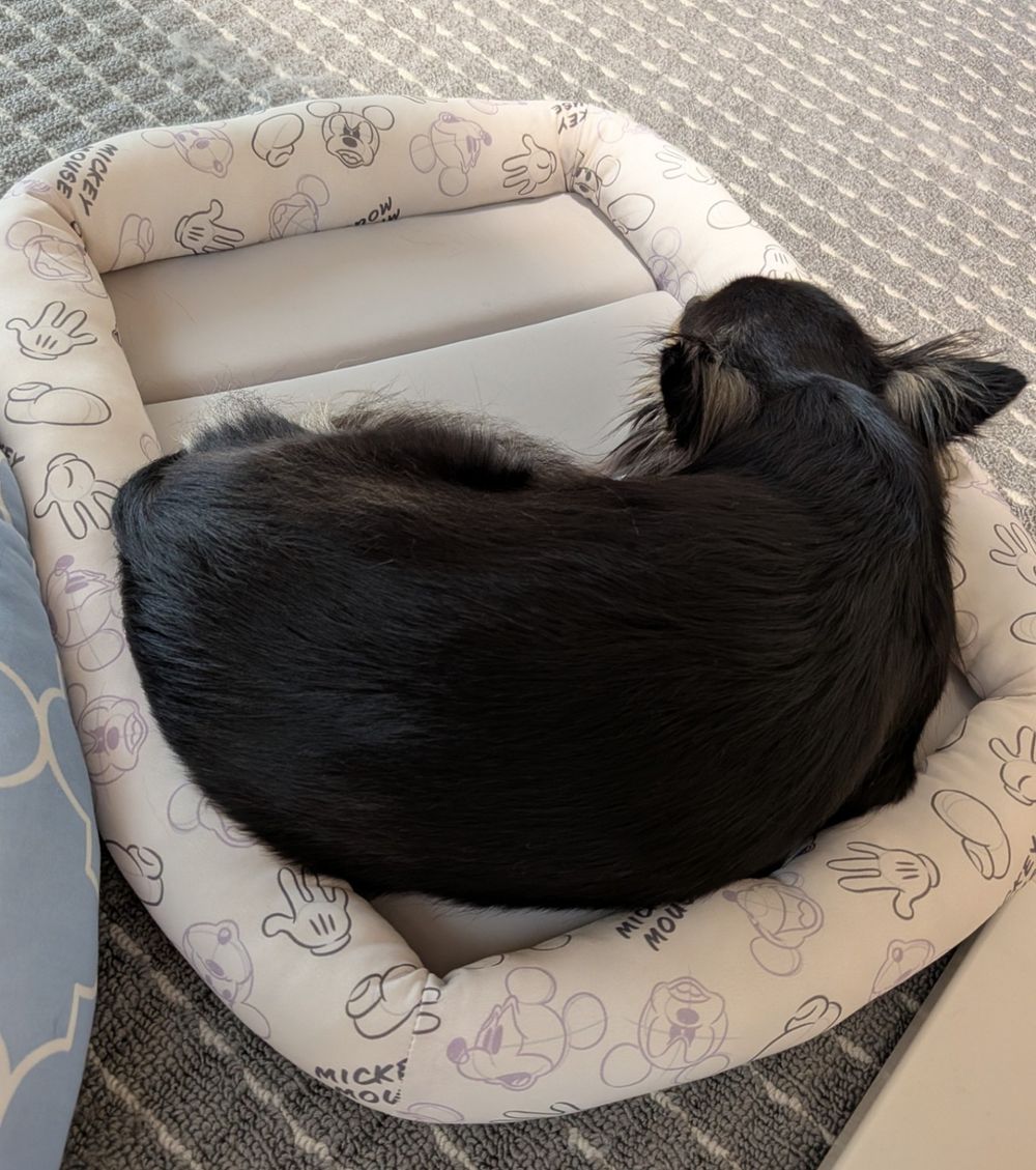 ひんやり快適なクッションマット🐾