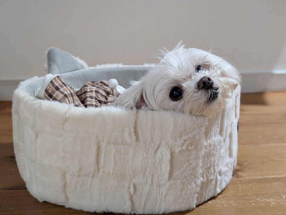 猫ちゃん用！わんちゃんにも快適です✨ | くらシェア