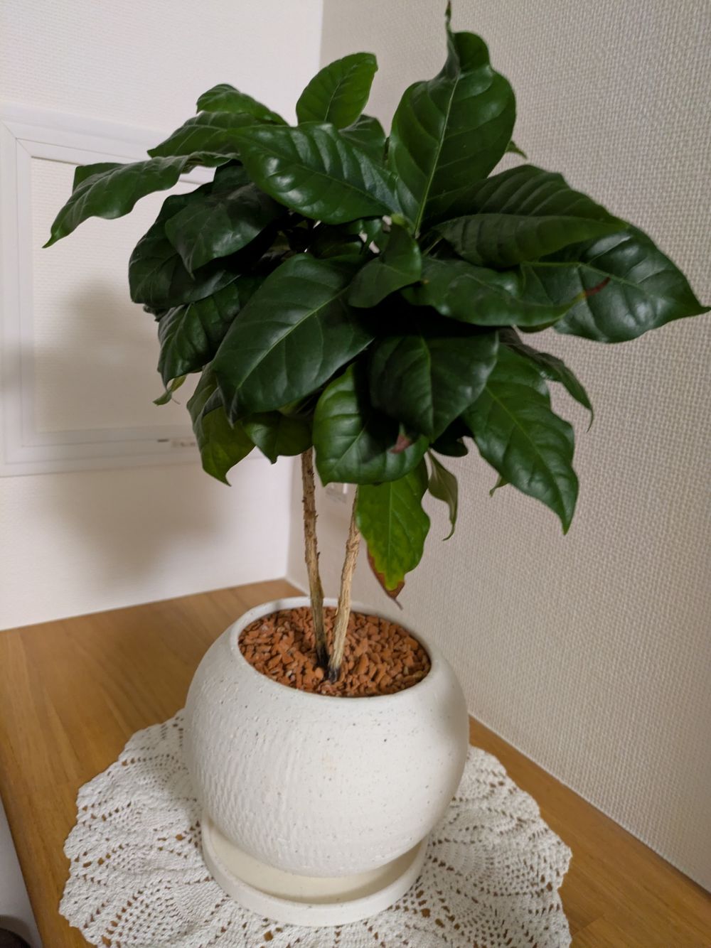 観葉植物｜くらシェア