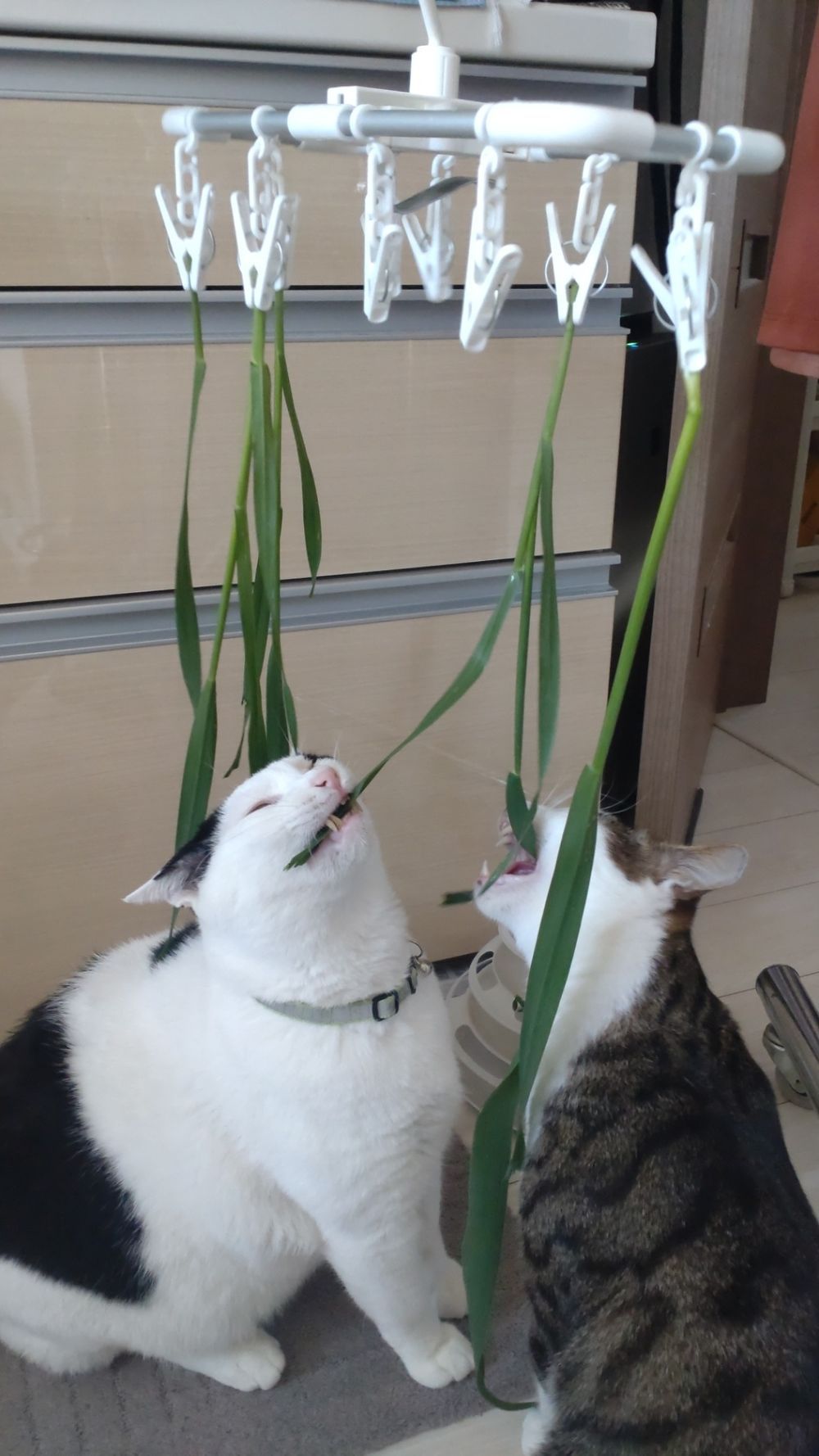 猫専用サラダバー🐱🥗