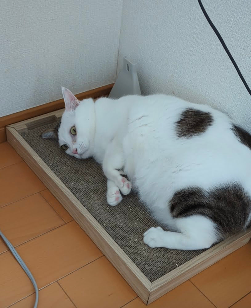 またたび部屋と呼ばせています