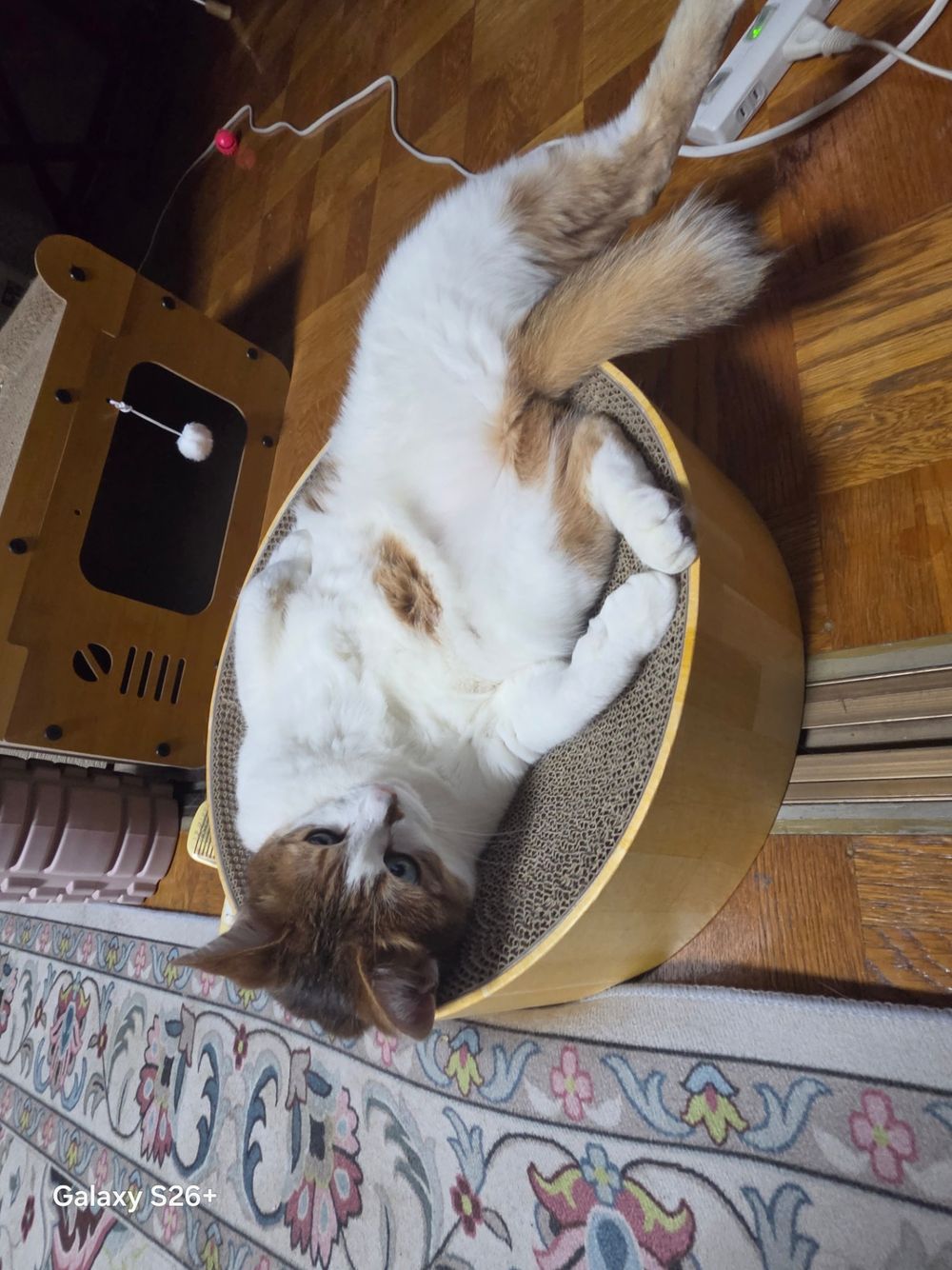 お気に入りの爪とぎスペースですね🐾