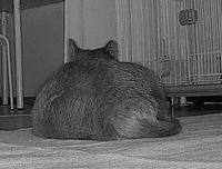 衣替え