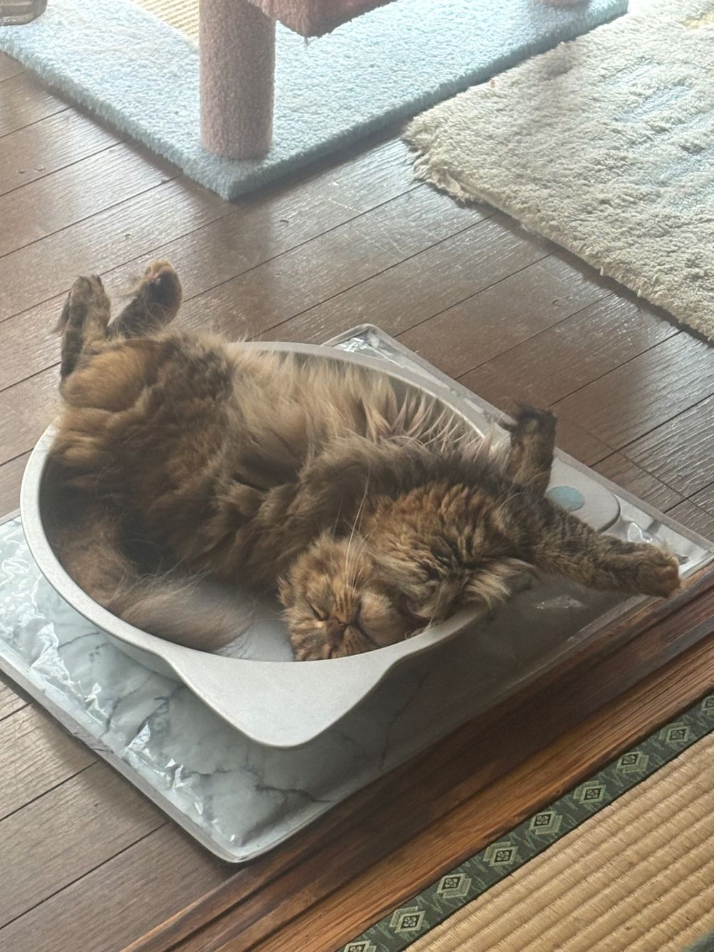アルミひんやり プレート 猫鍋 | ペットベッド・ペットクッション 通販